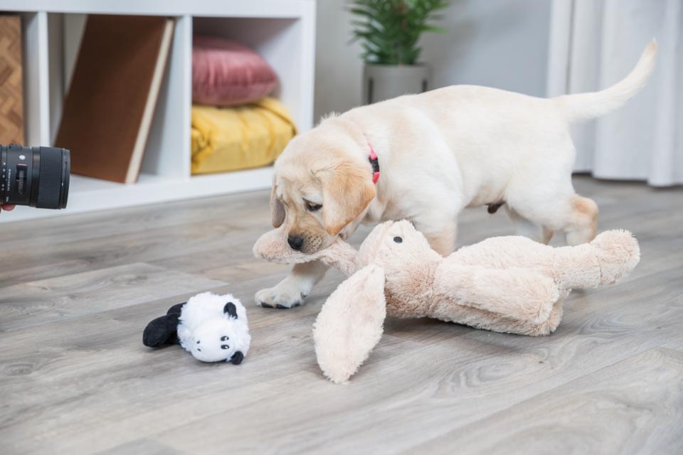 Trixie Stor Plys Kanin – Hundelegetøj - Billede 3