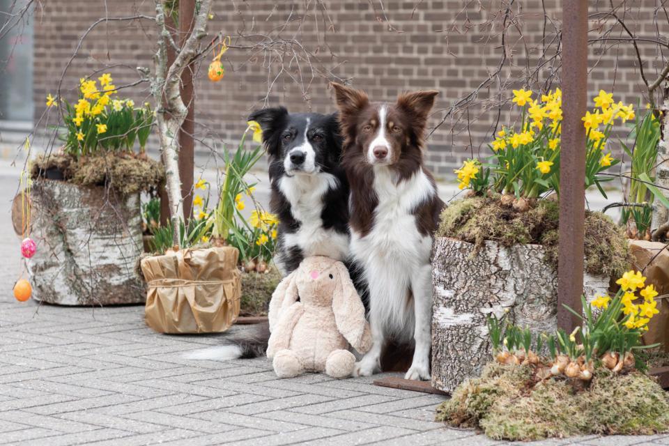 Trixie Stor Plys Kanin – Hundelegetøj - Billede 2