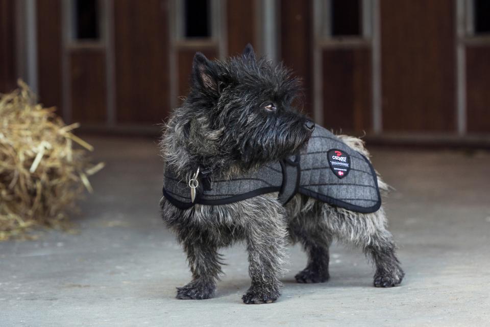 CATAGO Cooler Hundedækken - Billede 2