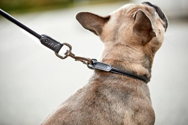 CATAGO Læder Hundehalsbånd