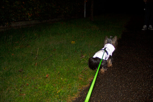 Companion reflekterende hundejakke - Billede 2