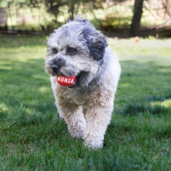 Kong Signature Hundebolde