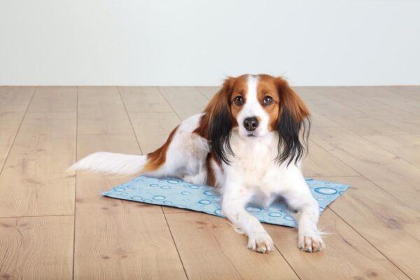 Kølemåtte hund fra Trixie. Hjælper din hund med at komme gennem sommervarmen. Bedst i test Hund med kølemåtte fra Trixie. Bedst i test