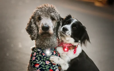 Sådan vælger du de sundeste godbidder til din hund