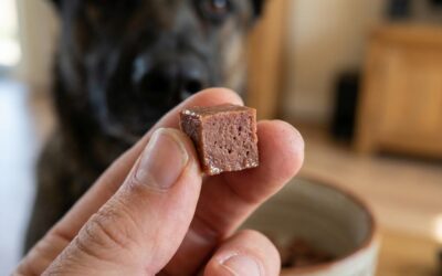 Single-protein godbidder: hvornår giver det mening for din hund?