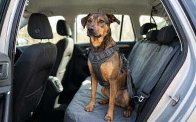 Hund i bilen: sikker transport og udstyr du bør overveje